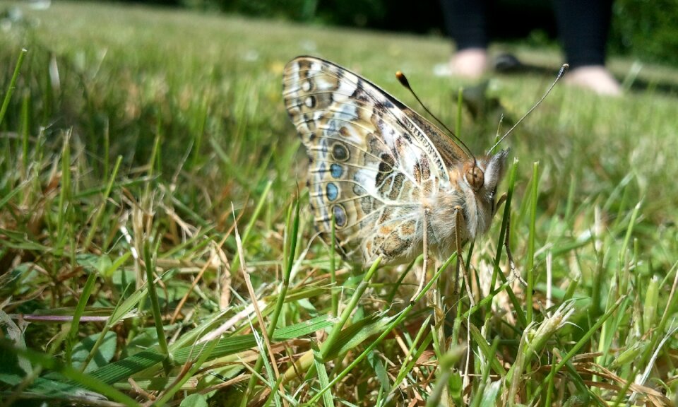 Garden wildlife insect