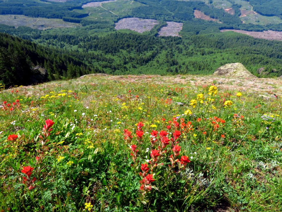 Saddle Mountain Trail in OR