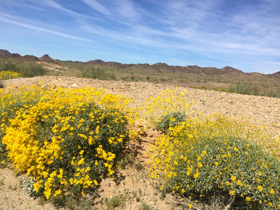 Desert Blooms in El Centro Field Office