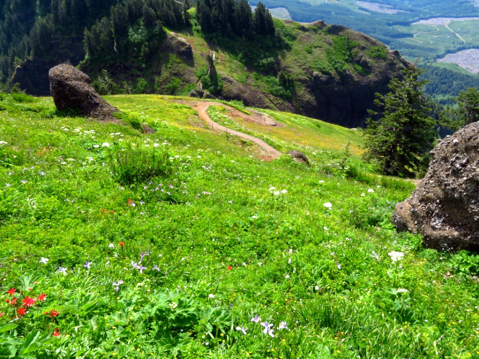 Saddle Mountain Trail in OR