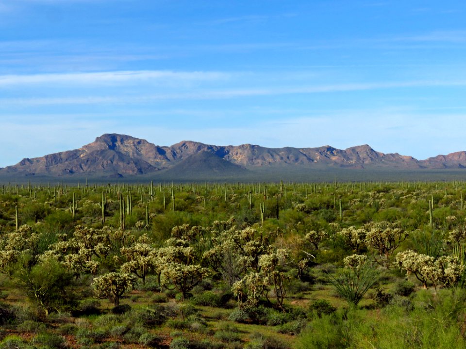 Organ Pipe Cactus NM in AZ
