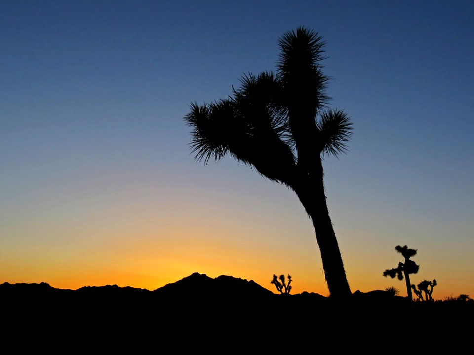 Joshua Tree NP in CA