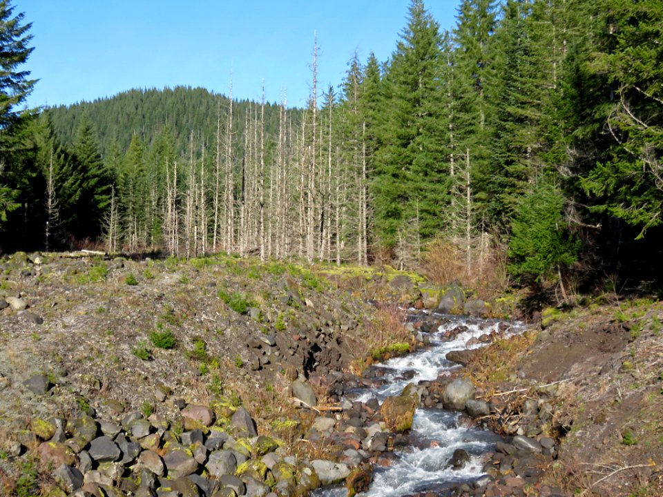 Creek near Cougar, WA