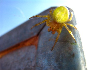 Green spider