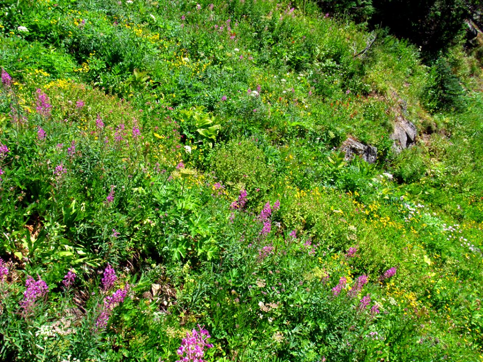 Wildflowers at Tatoosh Wilderness in WA
