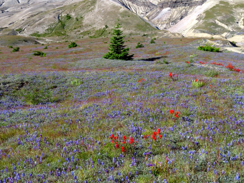 Wildflowers at Mt. St. Helens NM in WA
