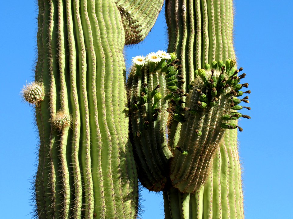 Organ Pipe Cactus NM in Arizona