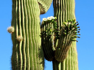 Organ Pipe Cactus NM in Arizona