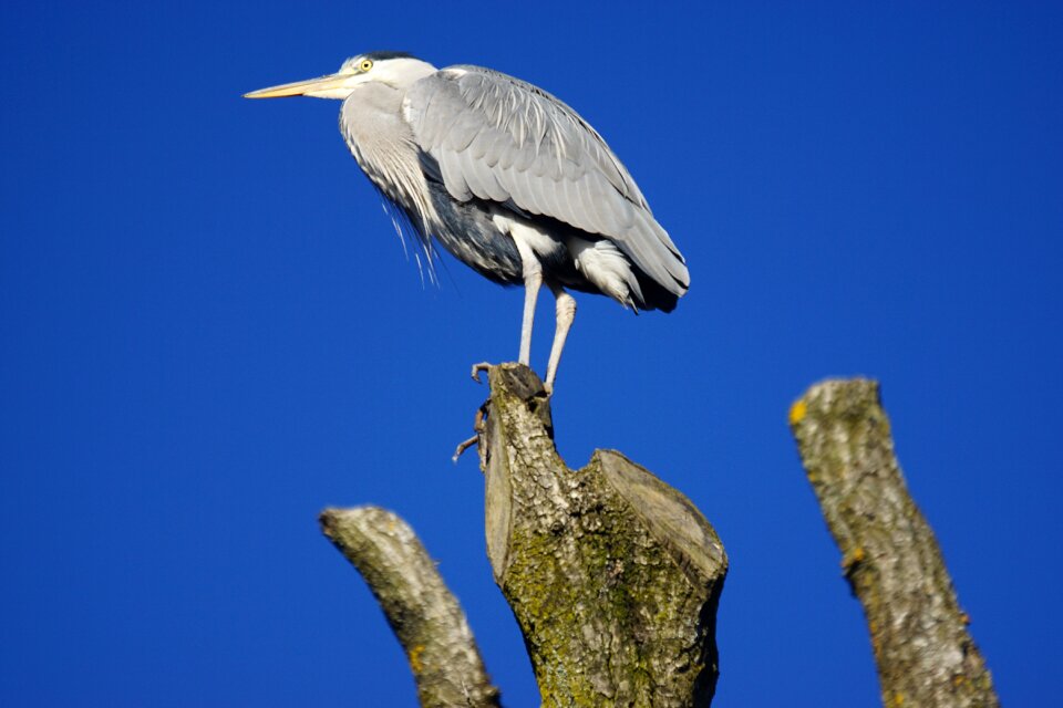 Bird grey heron tiergarten photo