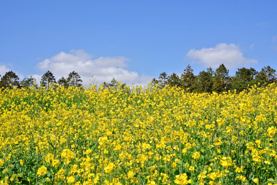 Rape flowers nature jeju island