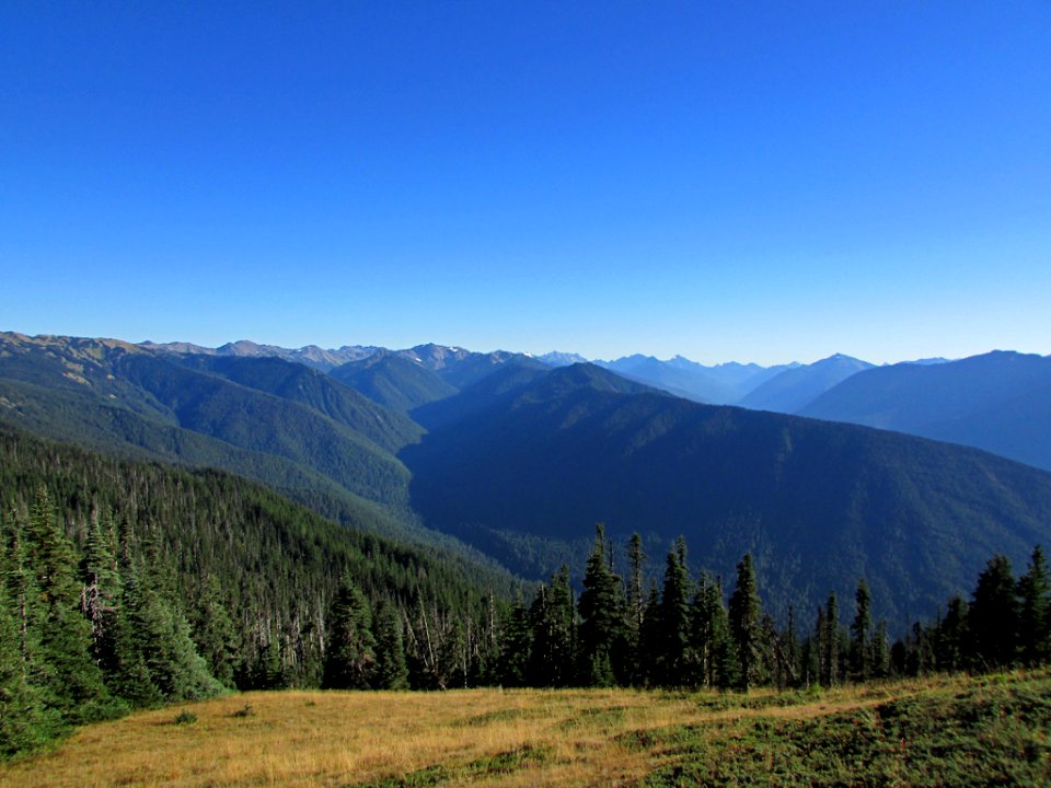 Hurricane Ridge at Olympic NP in WA