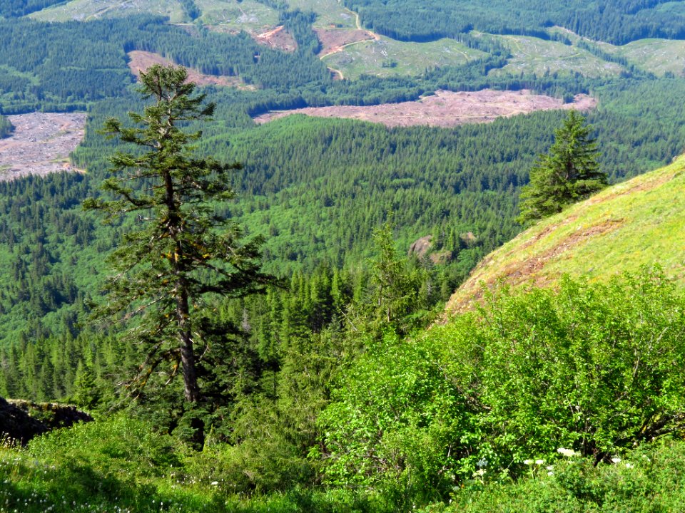 Saddle Mountain Trail in OR