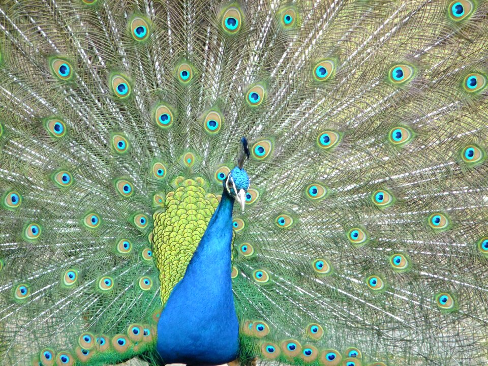 Peacock pet birds
