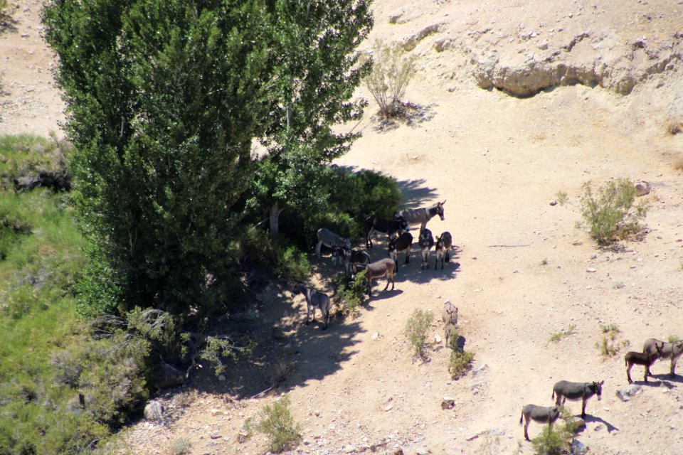 California Desert District Burros