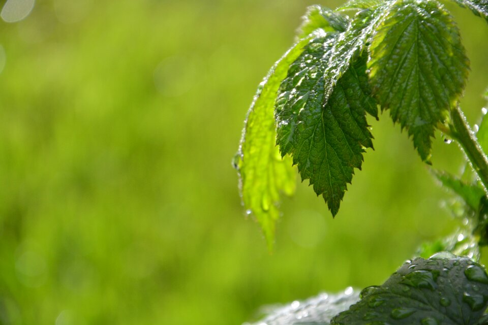 Water nature green leaf