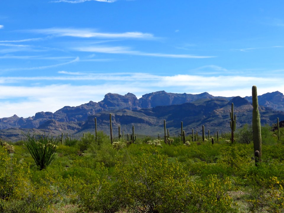 Organ Pipe Cactus NM in AZ
