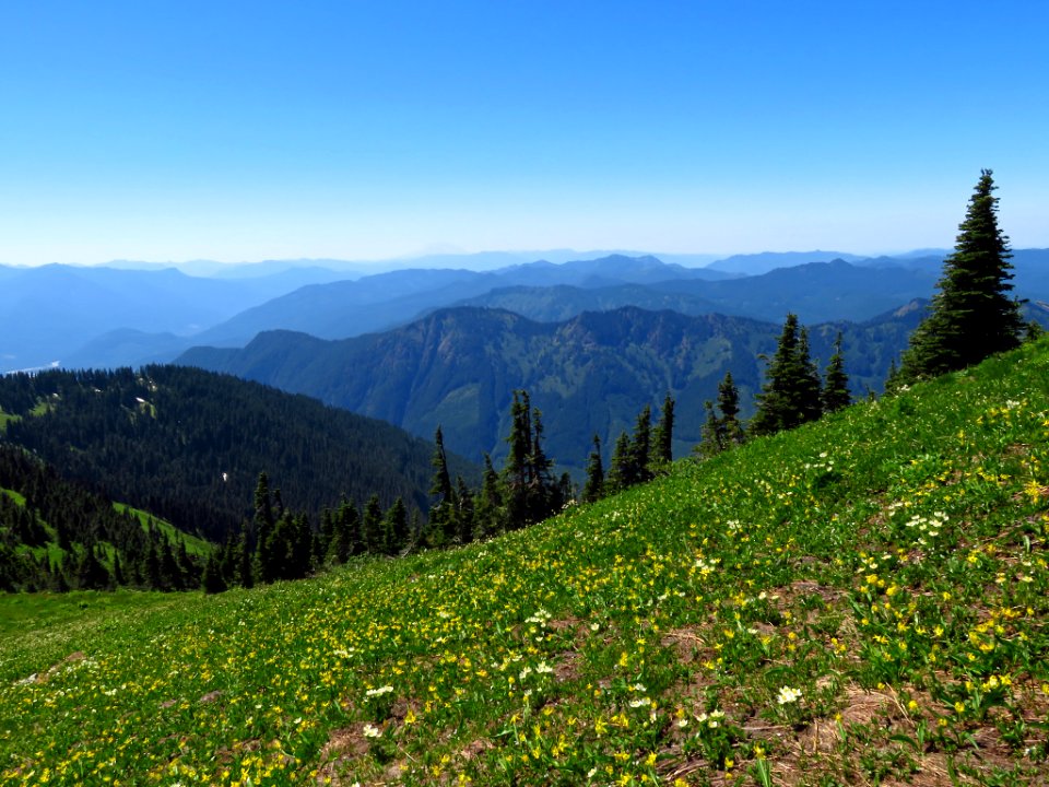 Wildflowers on Tatoosh Peak Trail in WA