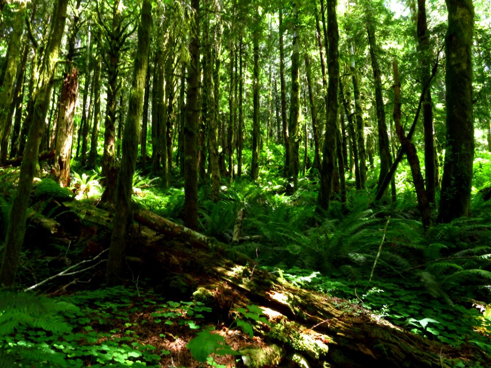 Saddle Mountain Trail in OR