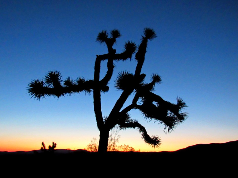 Sunset at Joshua Tree NP in California