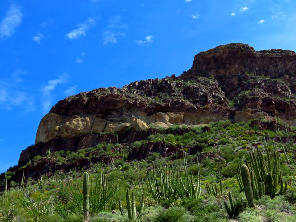 Organ Pipe Cactus NM in AZ