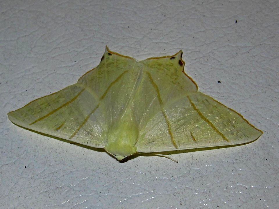 IMG 1622-1