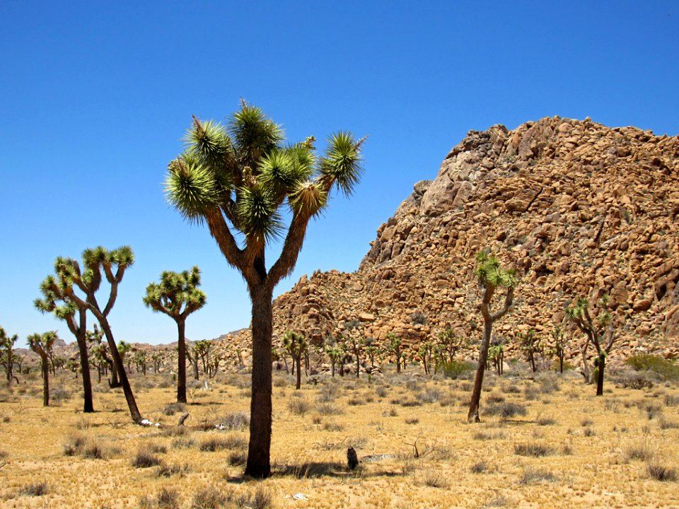 Joshua Tree NP in California