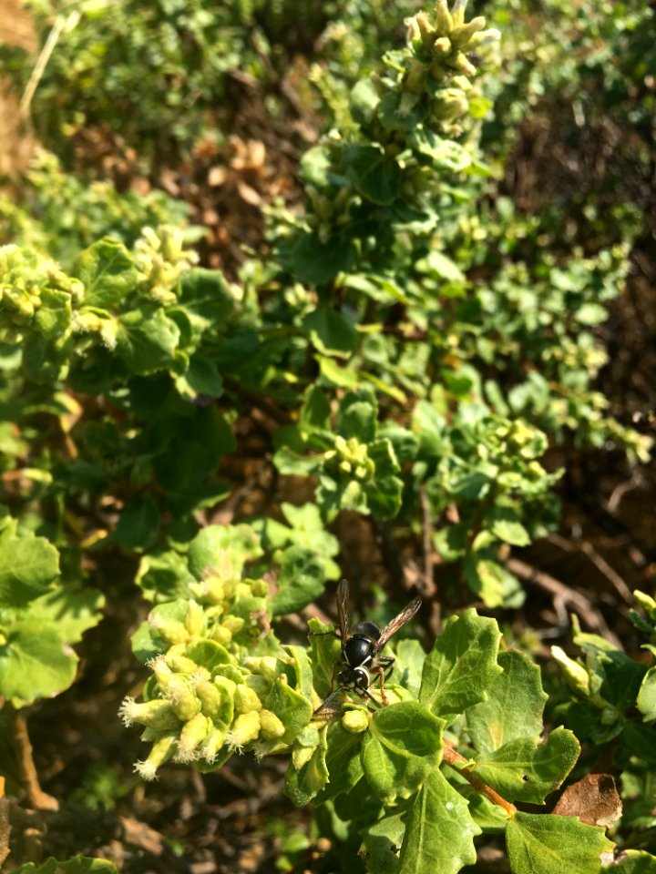 King Range Bald Faced Hornet on Baccharis Pilularis in Arcata Field Office