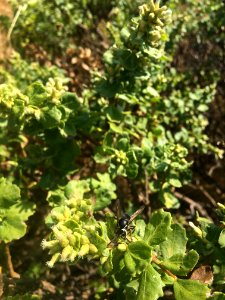 King Range Bald Faced Hornet on Baccharis Pilularis in Arcata Field Office