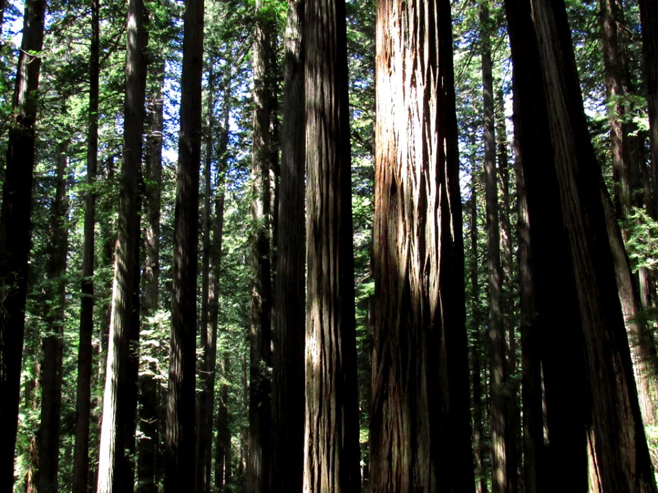 Jedediah Smith Redwoods SP in California