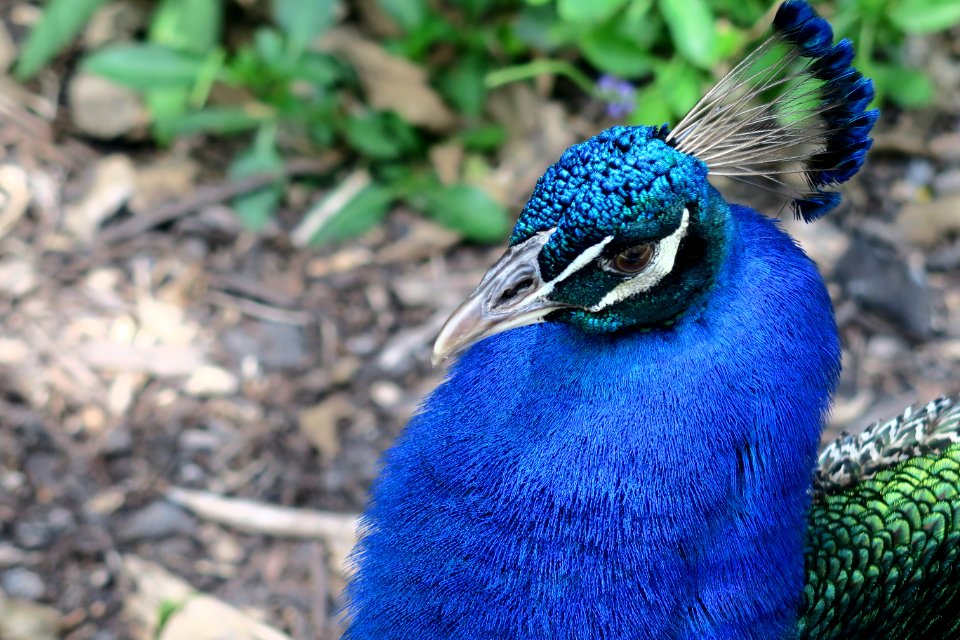 Peacock
