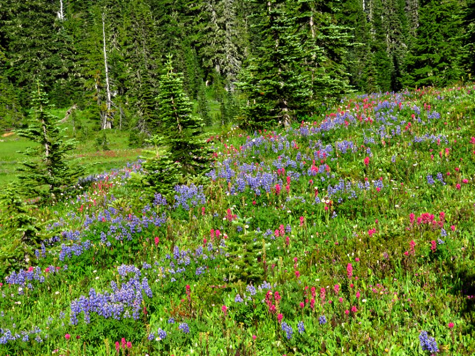 Wildflowers at Mt. Rainier NP in WA