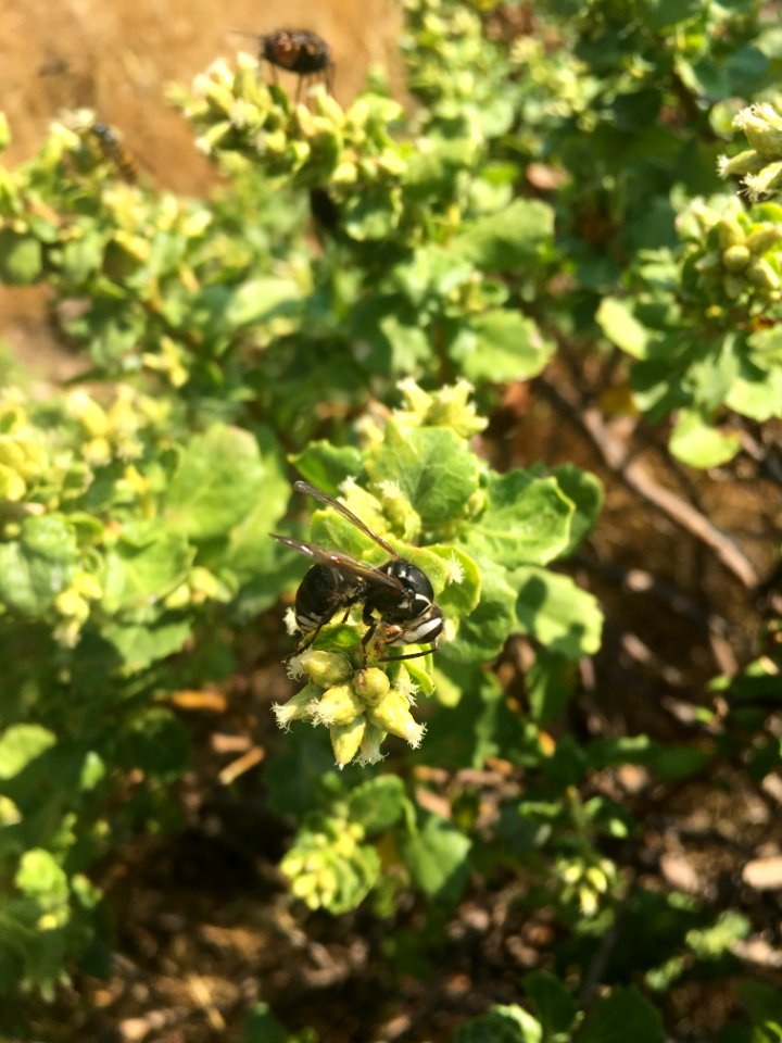 King Range Bald Faced Hornet on Baccharis Pilularis in Arcata Field Office