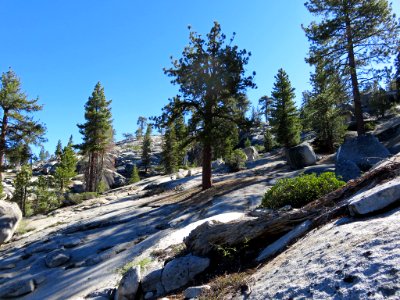 Sequoia NP in CA