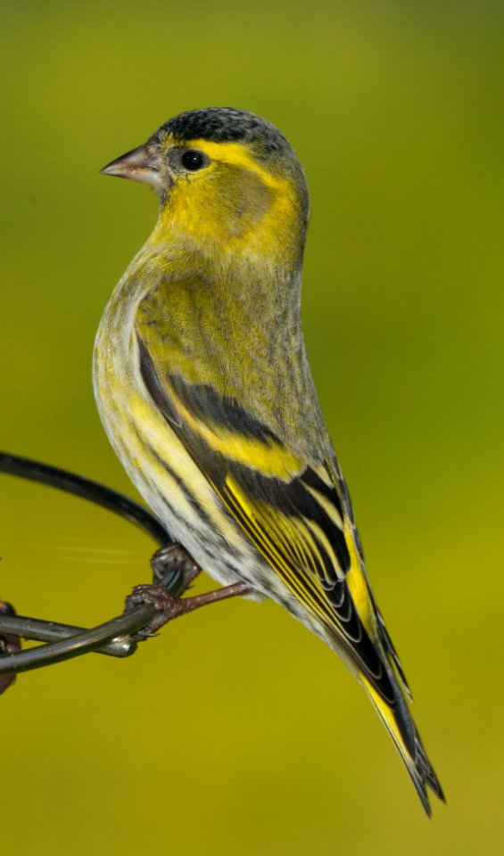 Siskin