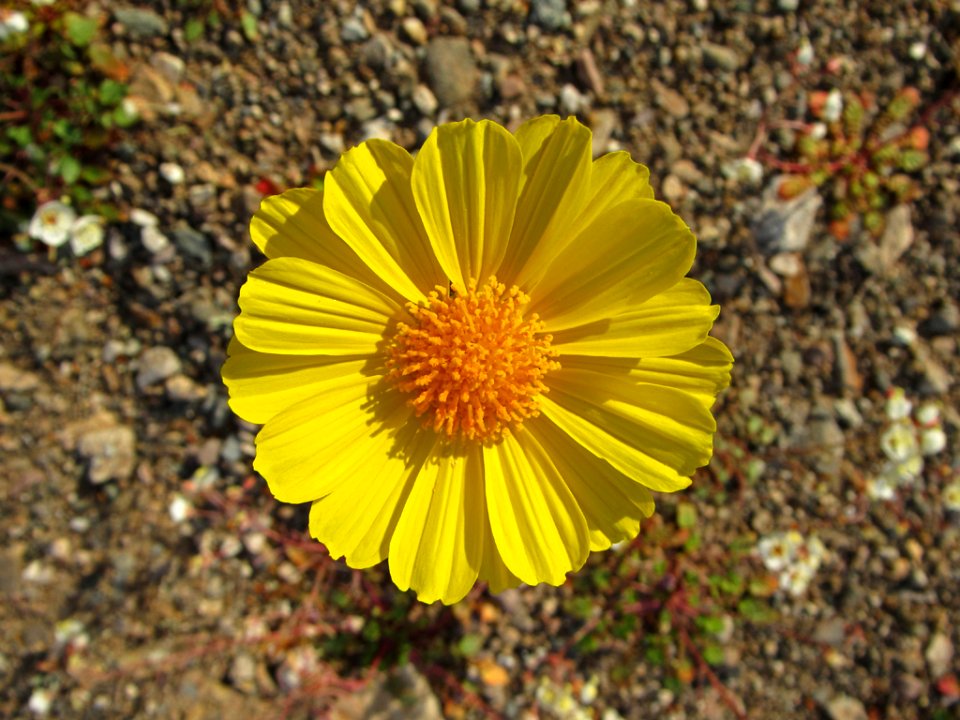 Wildflower Super Bloom at Death Valley NP in CA
