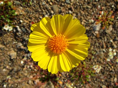 Wildflower Super Bloom at Death Valley NP in CA