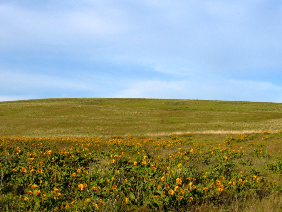 Wildflowers at Dalles Mt. Ranch in WA
