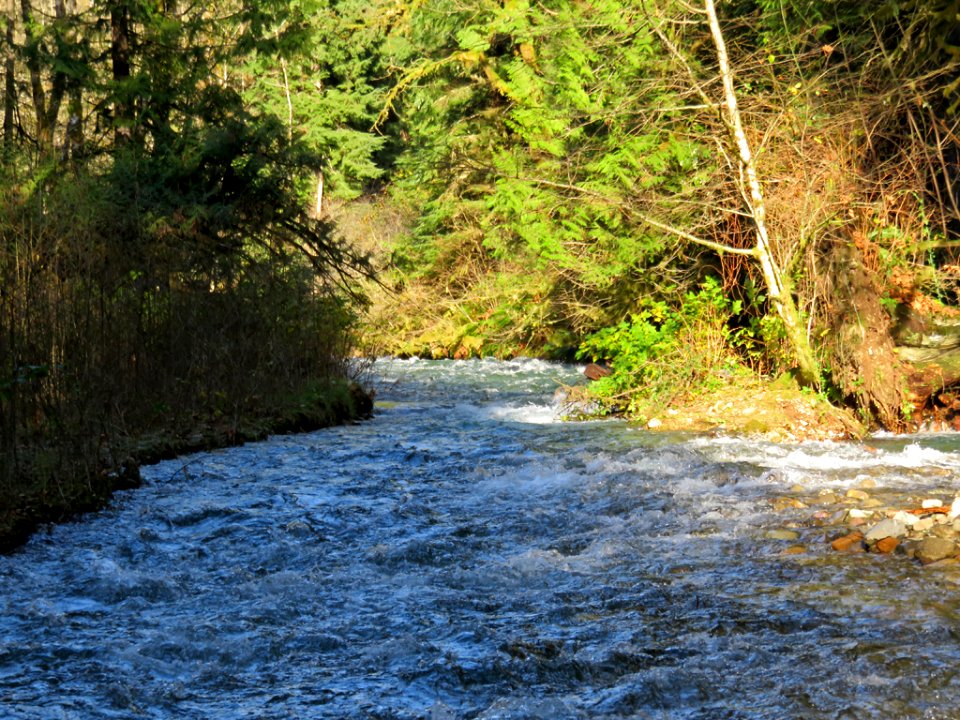 Creek near Cougar, WA