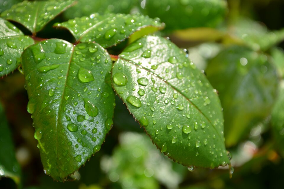 Green leaf plant leaves