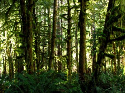 Forest at God's Thumb Hike in OR