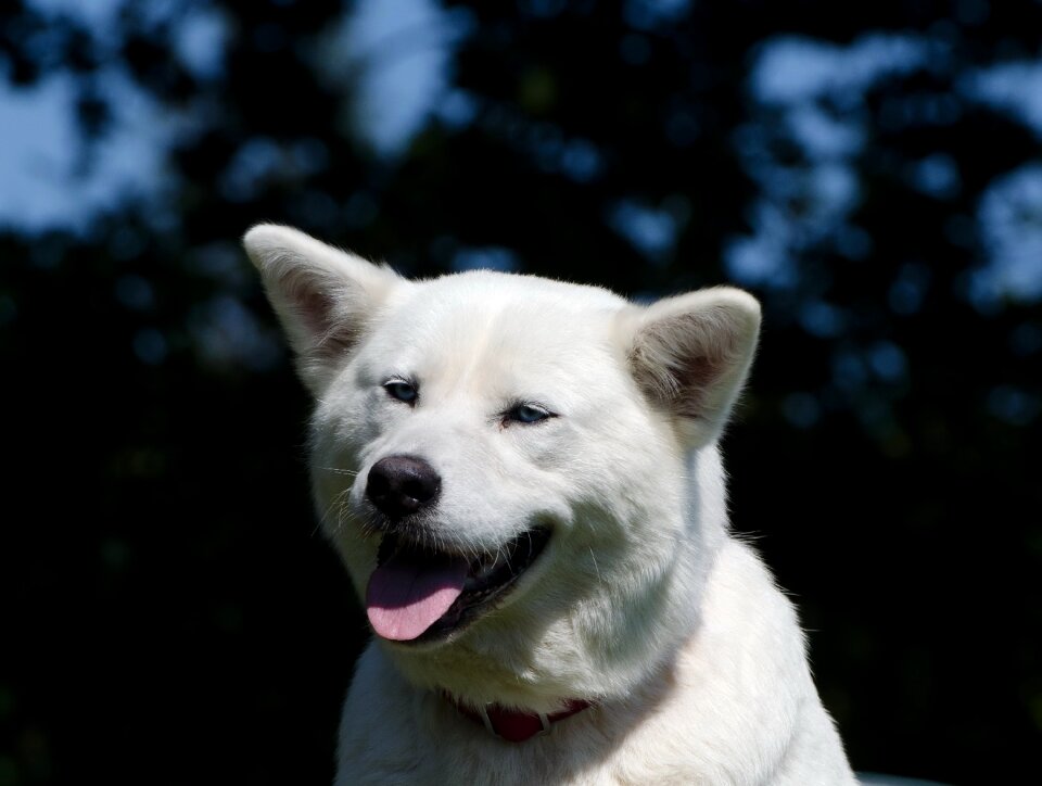Hybrid husky mongrel eyes