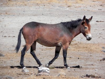 Twin Peaks Molly Mule at Litchfield photo