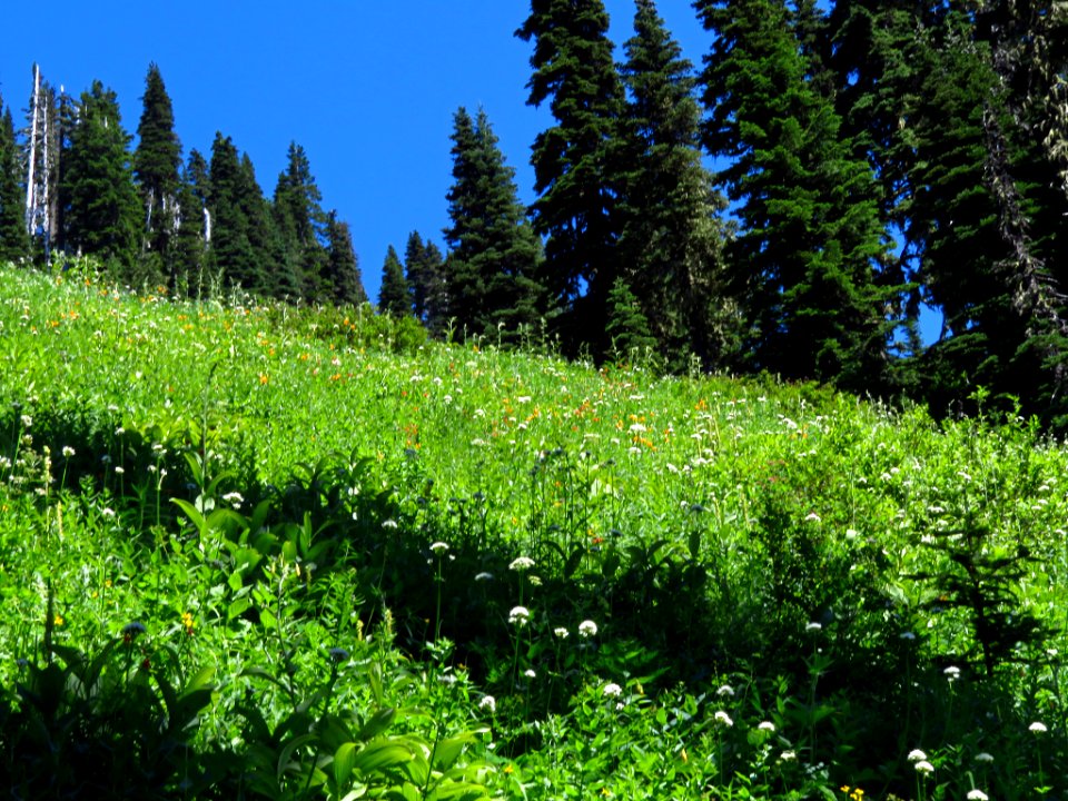 Wildflowers on Tatoosh Peak Trail in WA