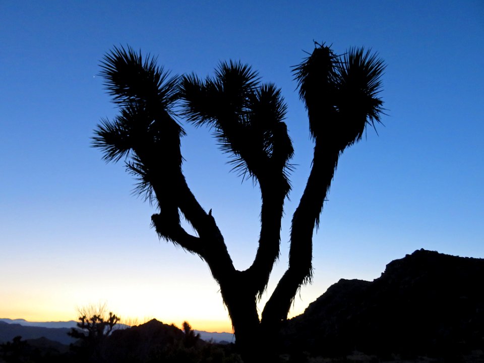 Joshua Tree NP in CA