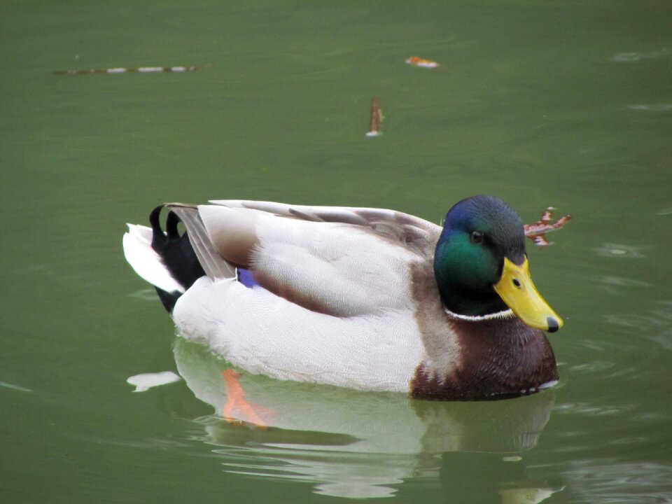 Water nature lake photo