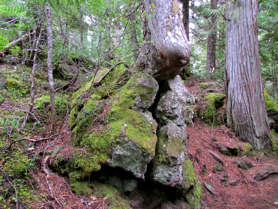McKenzie River Trail in Central OR