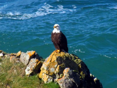 Bald Eagle at God's Thumb Hike in OR