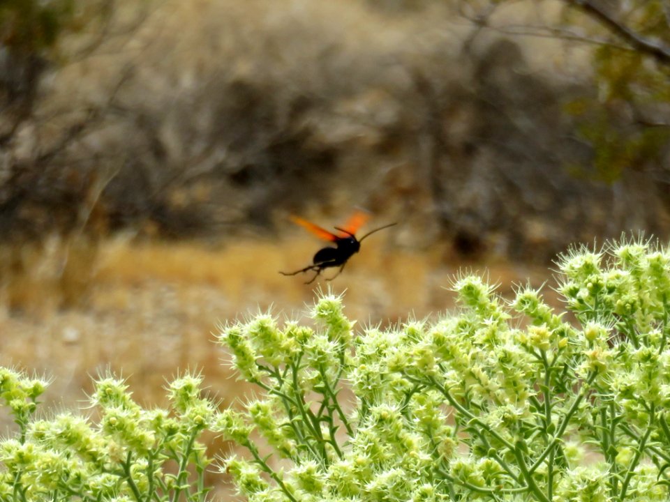 Mojave National Preserve in California