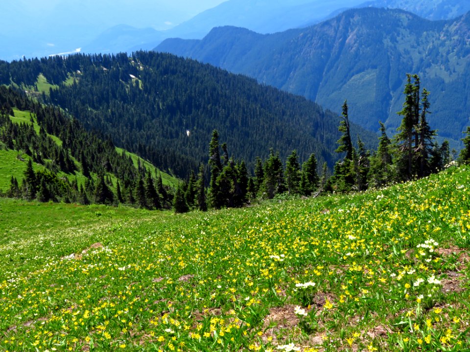 Wildflowers on Tatoosh Peak Trail in WA