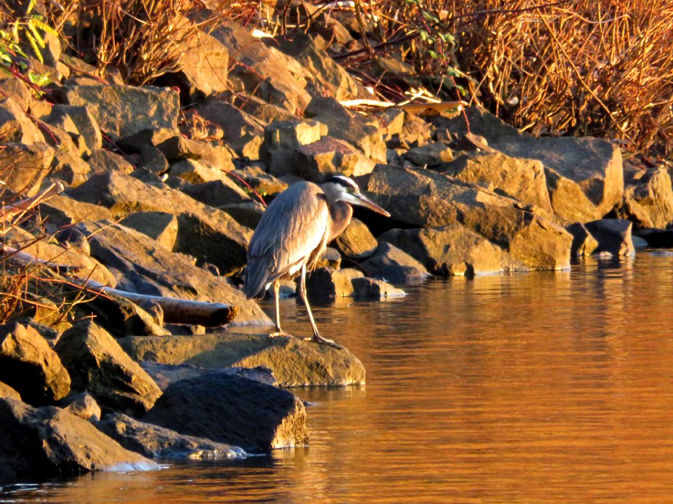 Blue Heron and Columbia River at Sunrise in Washington